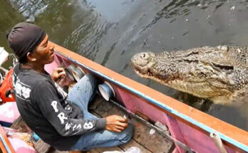 Buaya Bernama Riska "Ngambek" Tak Mau Makan Saat Di Penangkaran