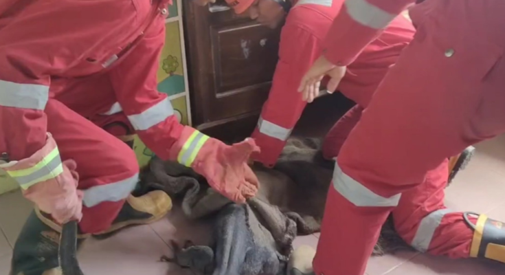 Viral Petugas Damkar Evakuasi Seekor Biawak Raksasa