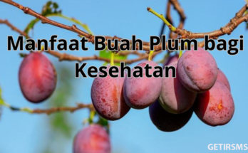 buah plum