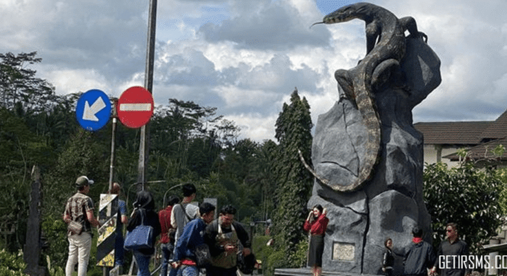 biawak